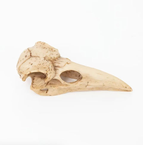 Statue crâne oiseau 4 cm