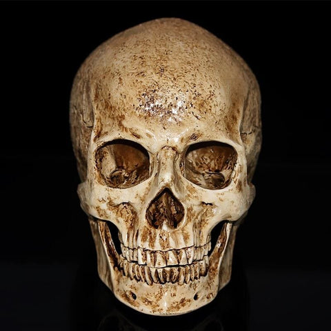 Statue Tête de Mort <br/> Crâne Ancien 15 cm