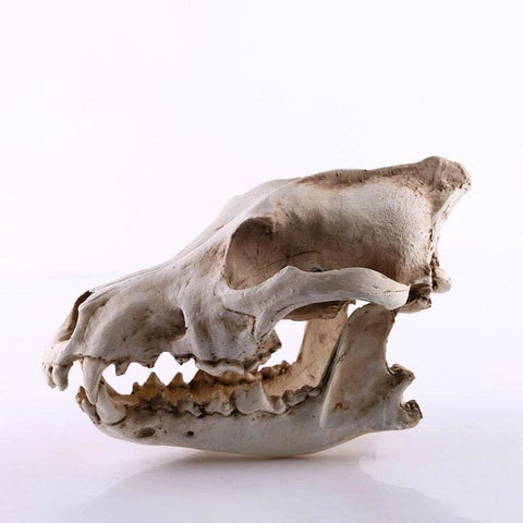 Statue Tête de Mort <br/> Crâne Animal chien / loup 14 cm