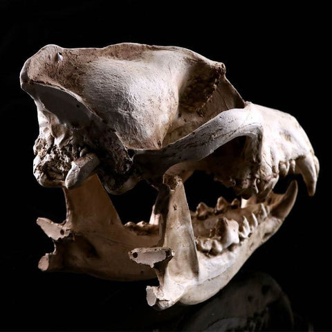 Statue Tête de Mort <br/> Crâne Animal chien / loup 14 cm