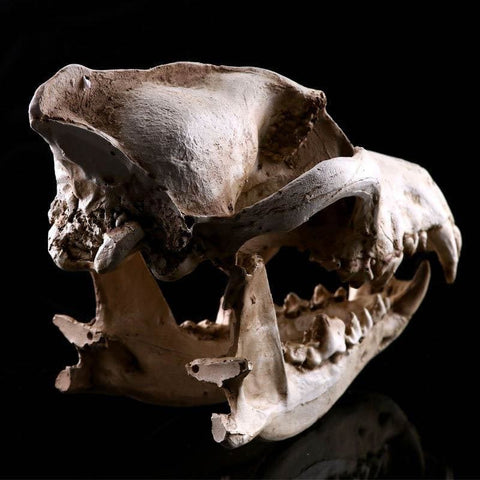 Statue Tête de Mort <br/> Crâne Animal Décoratif
