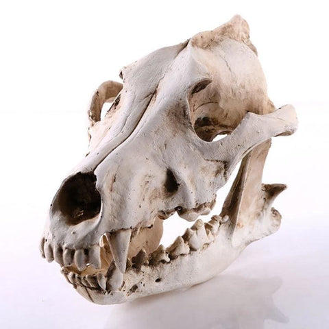Statue Tête de Mort <br/> Crâne Animal chien / loup 14 cm
