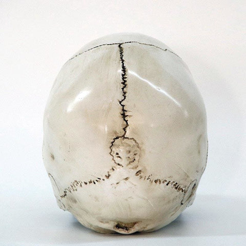 Statue Tête de Mort <br/> Crâne 16 cm