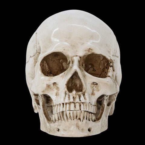Statue Tête de Mort <br/> Crâne 16 cm