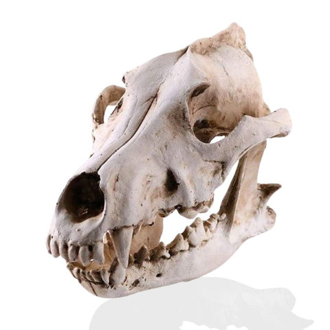 Statue Tête de Mort <br/> Crâne Animal chien / loup 14 cm