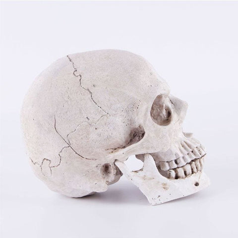 Statue Tête de Mort <br/> Décoration 14 cm